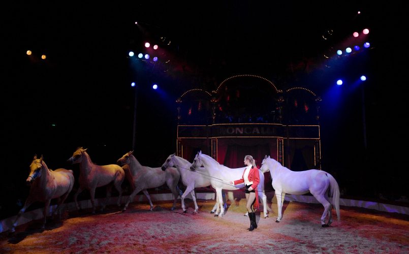 A horse trainer dressed in red, in middle of a show in the main ring. Circus Roncalli. Munich, Germany